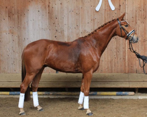 dressage horse Sir Henry (Hanoverian, 2013, from Sir Donnerhall I)