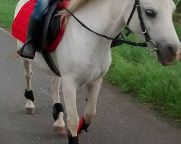 broodmare Gydros Welsh Flower (Welsh mountain pony (SEK.A),  , from Rosmarche Ragged Robin)