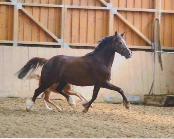 broodmare Nebo Rhian (Welsh-Cob (Sek. C), 2009, from Glanteifi Morgan Jones)