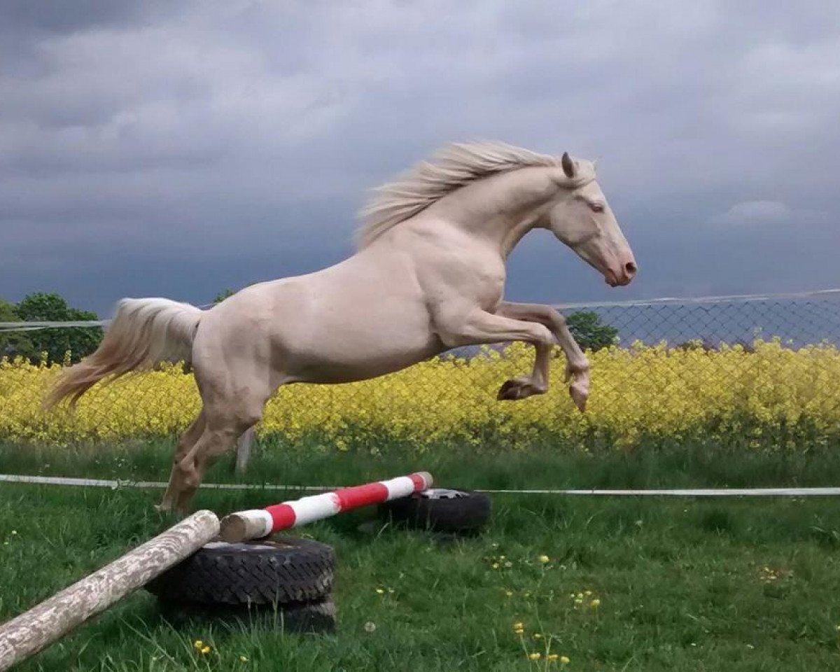 Deckhengst Mirt Gold (Welsh Partbred, 2014, von Golden Riverman)