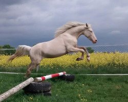 stallion Mirt Gold (Welsh Partbred, 2014, from Golden Riverman)