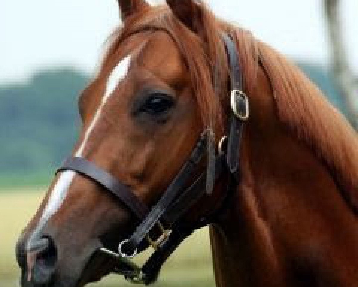 stallion Wiesenpfad xx (Thoroughbred, 2003, from Waky Nao xx)