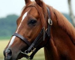 stallion Wiesenpfad xx (Thoroughbred, 2003, from Waky Nao xx)