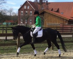 dressage horse Für Antsch (Hanoverian, 2014, from Fürstenball)