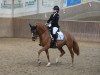 dressage horse Dynamite Deluxe 8 (German Riding Pony, 2012, from Dimension AT NRW)