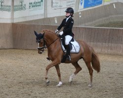 dressage horse Dynamite Deluxe 8 (German Riding Pony, 2012, from Dimension AT NRW)