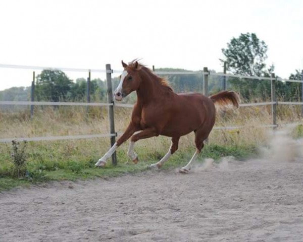 Zuchtstute Sunshine (Deutsches Reitpony, 2002, von Majan's Sunny Boy)