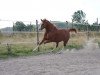 Zuchtstute Sunshine (Deutsches Reitpony, 2002, von Majan's Sunny Boy)