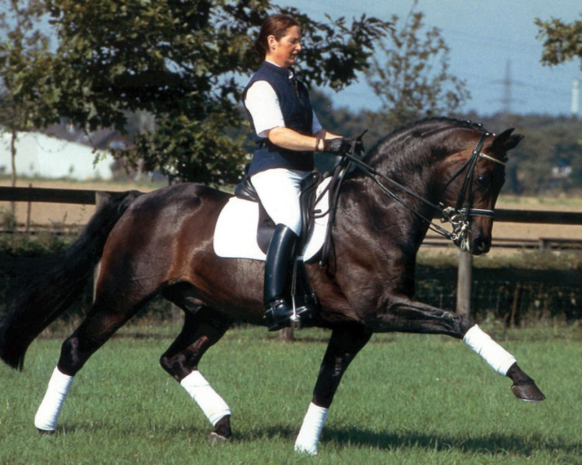 Deckhengst Rohdiamant (Oldenburger, 1990, von Rubinstein I)