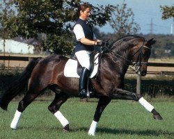stallion Rohdiamant (Oldenburg, 1990, from Rubinstein I)