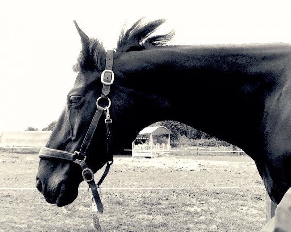 broodmare Weltmaedel (Hanoverian, 1996, from Weltruhm)