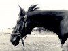 broodmare Weltmaedel (Hanoverian, 1996, from Weltruhm)