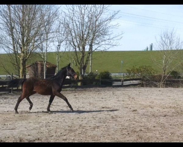 Springpferd Calimera (Deutsches Reitpferd, 2017, von Celebration AS)