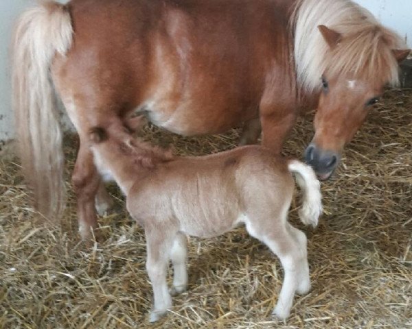 Pferd Loreley (Shetland Pony, 1999, von Attila)