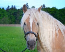 Pferd Stella (Haflinger, 1997, von Alpenstern)