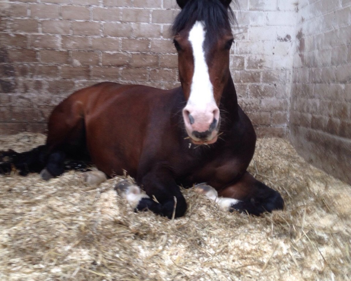 Dressurpferd Dolce Diva (Hannoveraner, 2003, von Don Larino 171 FIN)