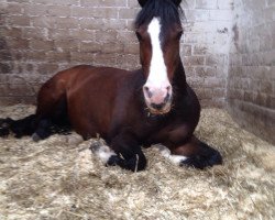 dressage horse Dolce Diva (Hanoverian, 2003, from Don Larino 171 FIN)