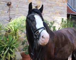 Pferd Nirvana van Stoeterij de Ierse Tinker 0910465 (Tinker / Irish Cob / Gypsy Vanner, 2009, von ITS Douglash)