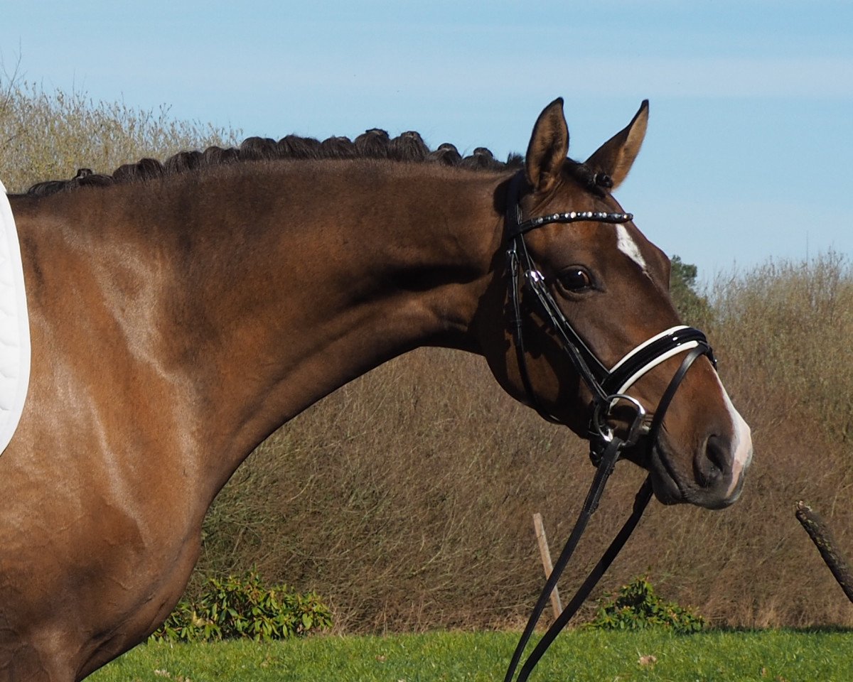 horse Steinkönigin VI (German Riding Pony, 2014, from King Bjuti)