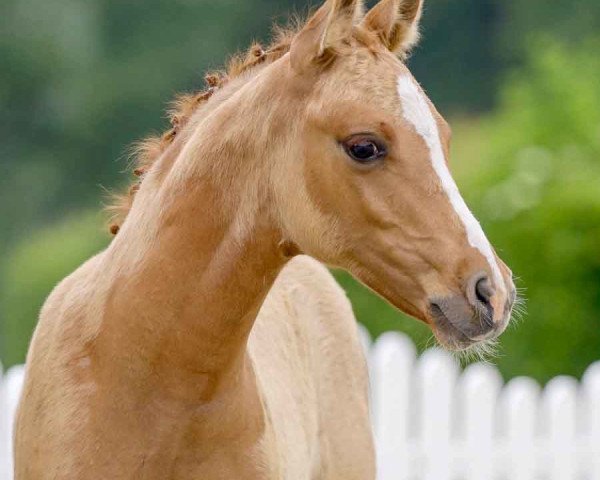 dressage horse Goldträumer T (German Riding Pony, 2021, from Global Champion WE)