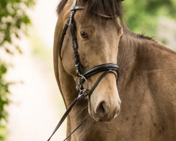 stallion Rosenquarz MD (Arab half breed / Partbred, 2014, from HM Topaz Mareekk)