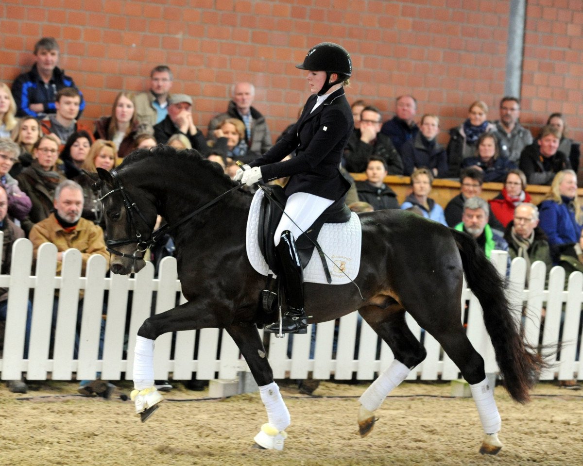 stallion Abramowitsch (German Riding Pony, 2015, from A new Star)
