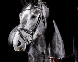 jumper Channing 4 (German Sport Horse, 2013, from Con Sherry)