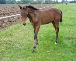 broodmare Halagundi (Holsteiner, 2015, from Diarado)