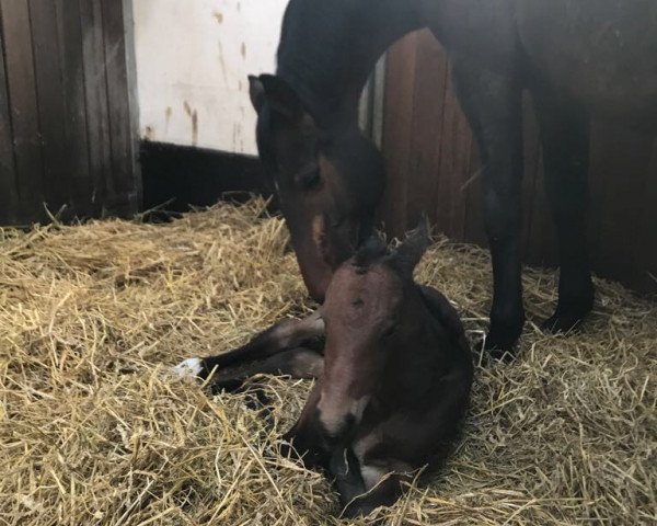 broodmare La Gundi (Holsteiner, 2018, from van Gogh)