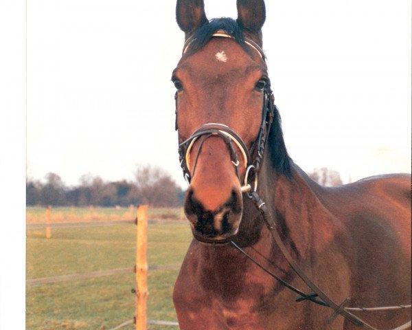 Pferd Sienetta (Zweibrücker, 1983, von Sandokan)