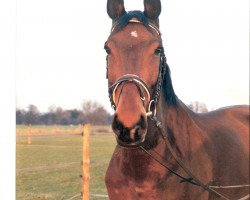 horse Sienetta (Zweibrücken, 1983, from Sandokan)