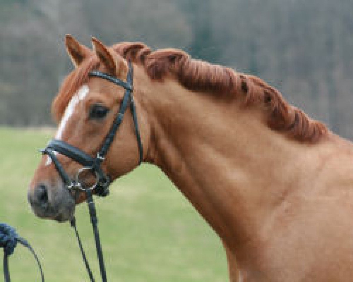 Deckhengst Dirty Dancer (Deutsches Reitpony, 2001, von FS Don't Worry)