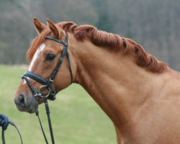 stallion Dirty Dancer (German Riding Pony, 2001, from FS Don't Worry)