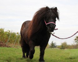 Pferd Smokie 62 (Shetland Pony, 1998)