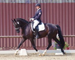 dressage horse Floricella (Rheinländer, 2010, from Florencio I)