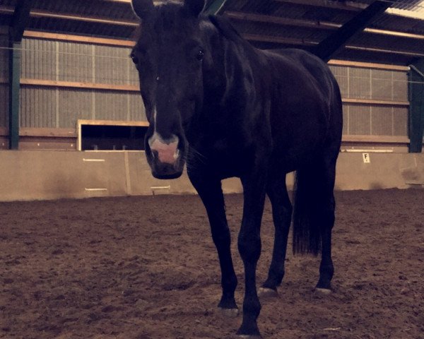 horse Heylie (Trakehner, 2011, from Tzigane)