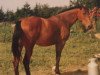 broodmare Wanda (Hanoverian, 1981, from Wendelin I)