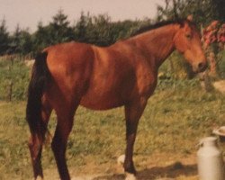 broodmare Wanda (Hanoverian, 1981, from Wendelin I)