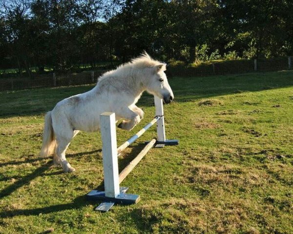 Zuchtstute Madita (Shetland Pony, 1986, von Ben)