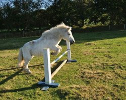 broodmare Madita (Shetland Pony, 1986, from Ben)