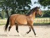 Zuchtstute Cilla 3308 (Welsh-Cob (Sek. C), 1984, von Frenin)