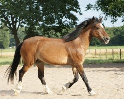 Zuchtstute Cilla 3308 (Welsh-Cob (Sek. C), 1984, von Frenin)