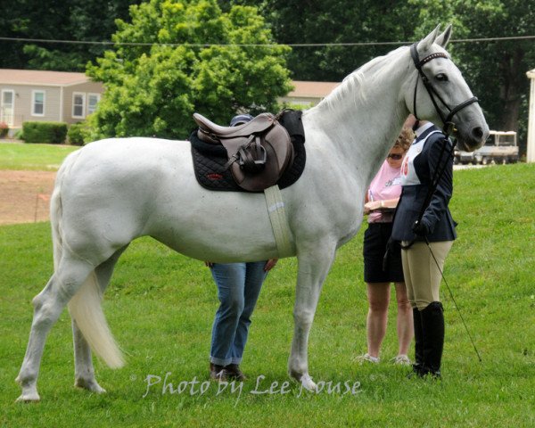 horse Fionna (Lipizzaner, 2000, from Pluto Triesta)