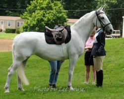 Pferd Fionna (Lipizzaner, 2000, von Pluto Triesta)