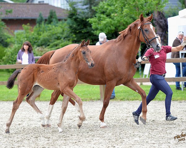 stallion Fidelio (Oldenburg, 2015, from Fürst Romancier)