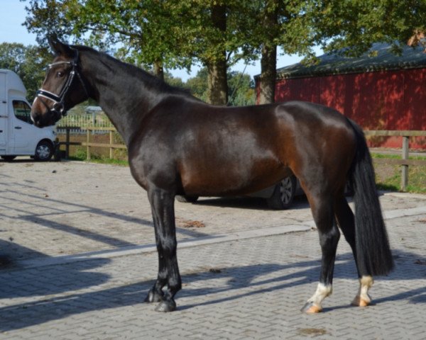 dressage horse Fairdance H (Oldenburg, 2014, from Foundation 2)