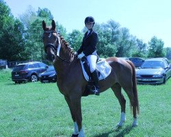 dressage horse Lissino 3 (German Sport Horse, 2011, from Lone Star)