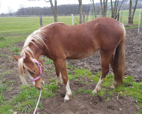 Pferd Red Lilly (Welsh Pony (Sek.B), 2016, von Störtebeker Dorkas)