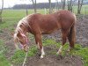 Pferd Red Lilly (Welsh Pony (Sek.B), 2016, von Störtebeker Dorkas)