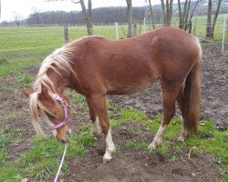 Pferd Red Lilly (Welsh Pony (Sek.B), 2016, von Störtebeker Dorkas)